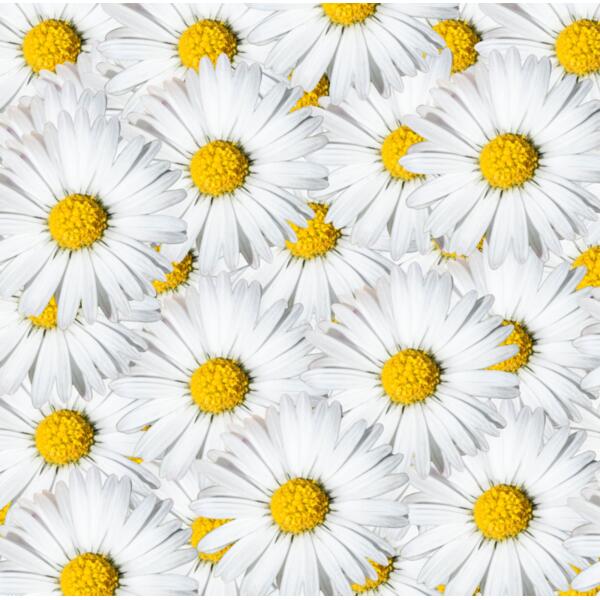 Shutterstock 649202563 Thumbnail