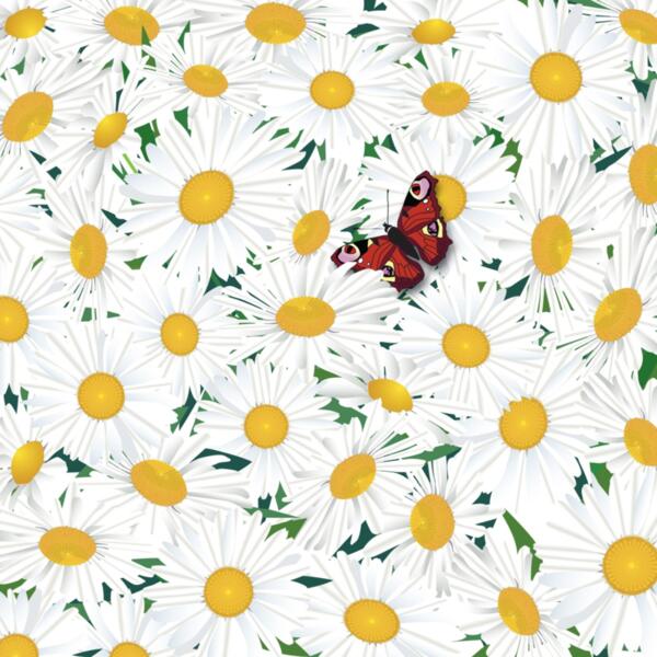 Daisy butterfly Thumbnail