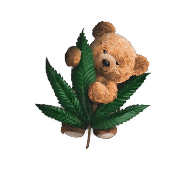 Teddy canabis Thumbnail